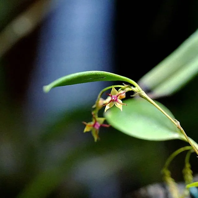 littletreedesignbiotopes828602