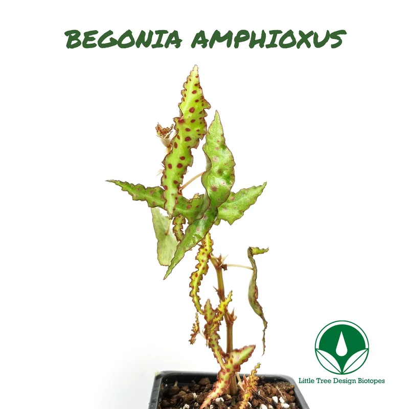 littletreedesignbiotopes828641