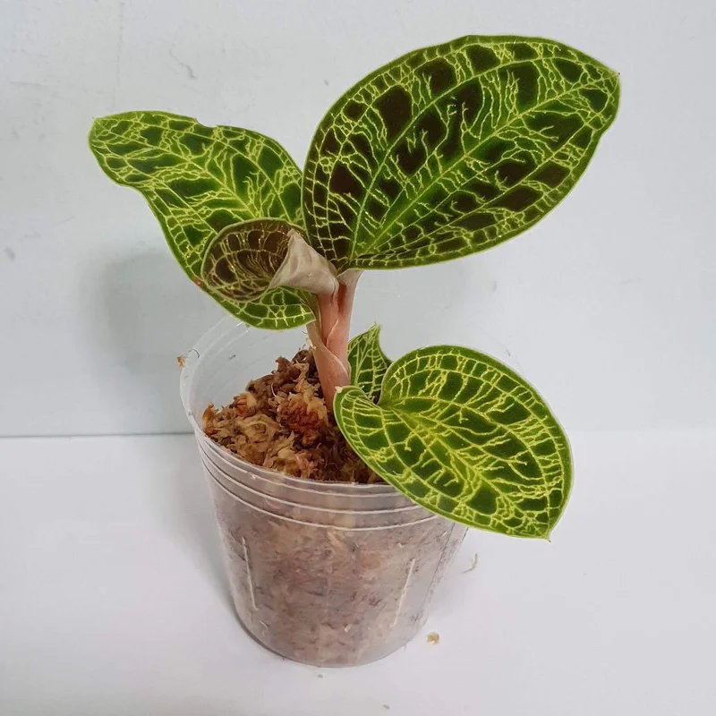littletreedesignbiotopes828663