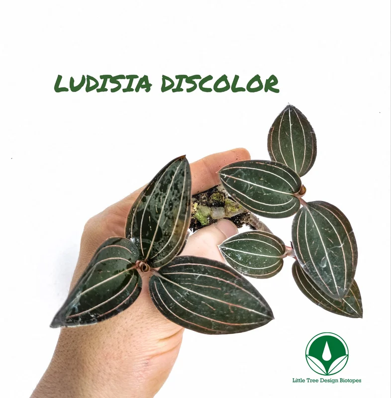 littletreedesignbiotopes828686