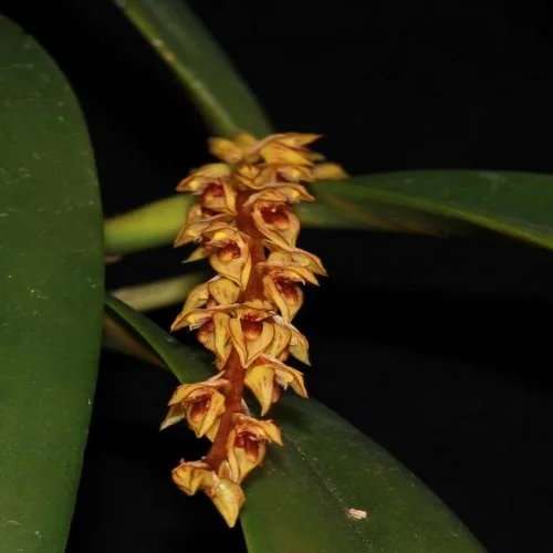littletreedesignbiotopes828711