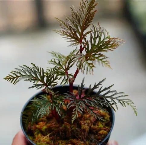 littletreedesignbiotopes828810