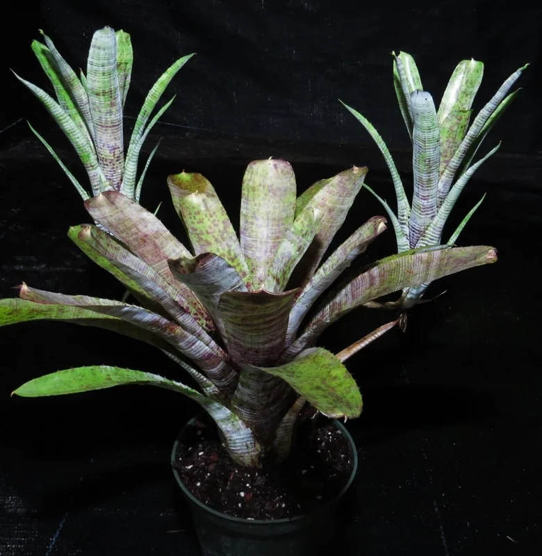littletreedesignbiotopes828833