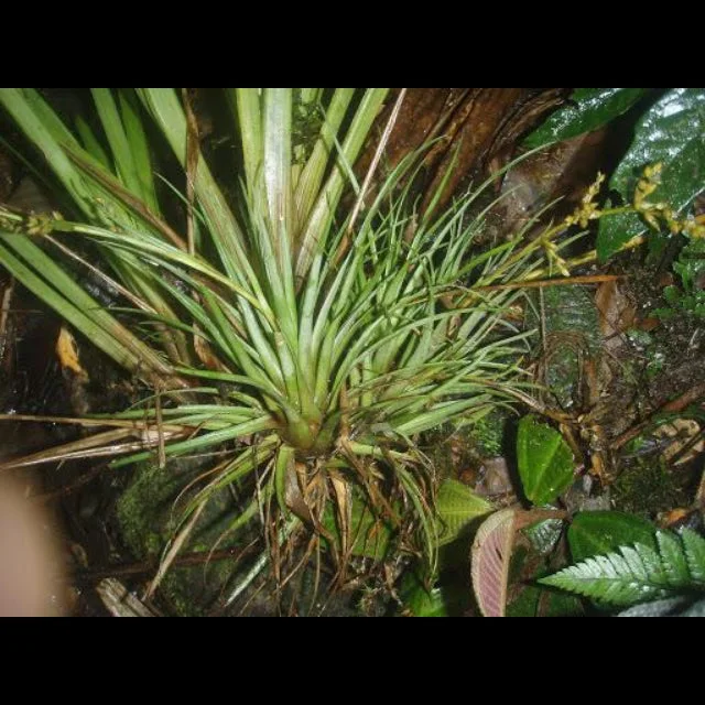 littletreedesignbiotopes828849