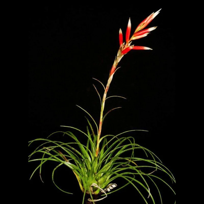 littletreedesignbiotopes828870