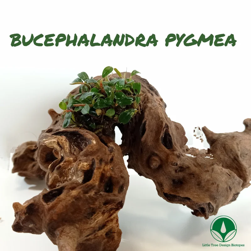 littletreedesignbiotopes828924