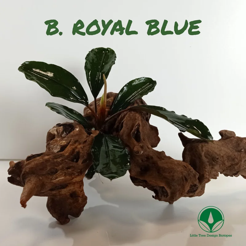 littletreedesignbiotopes828969
