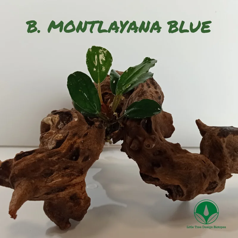 littletreedesignbiotopes828994