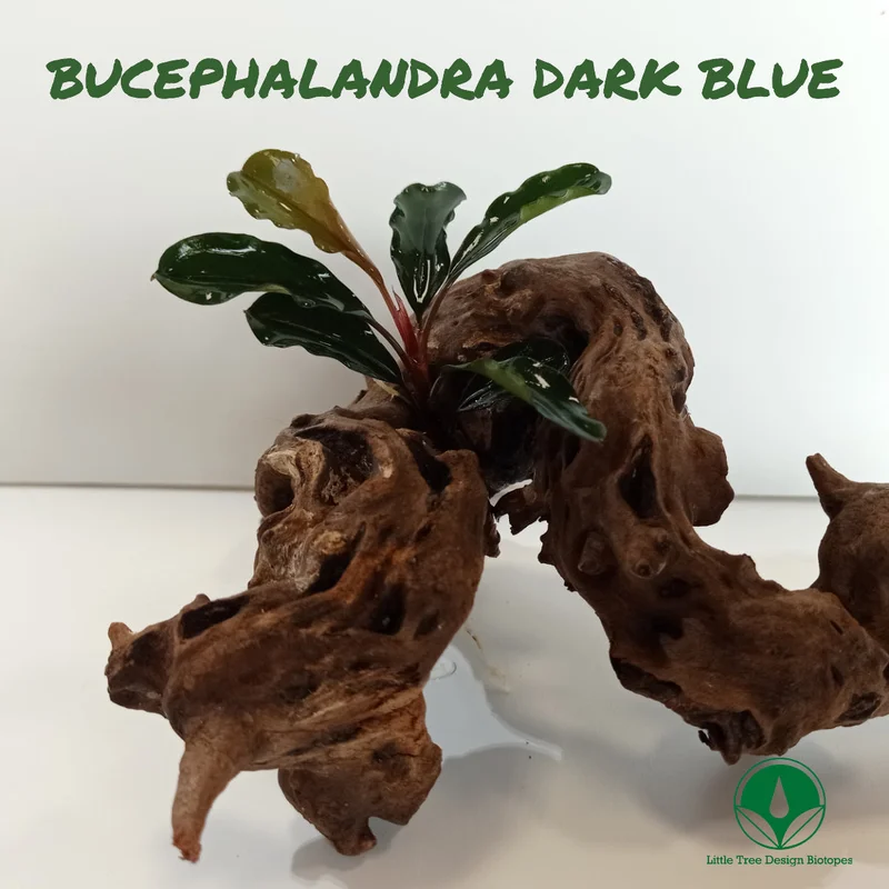 littletreedesignbiotopes829015