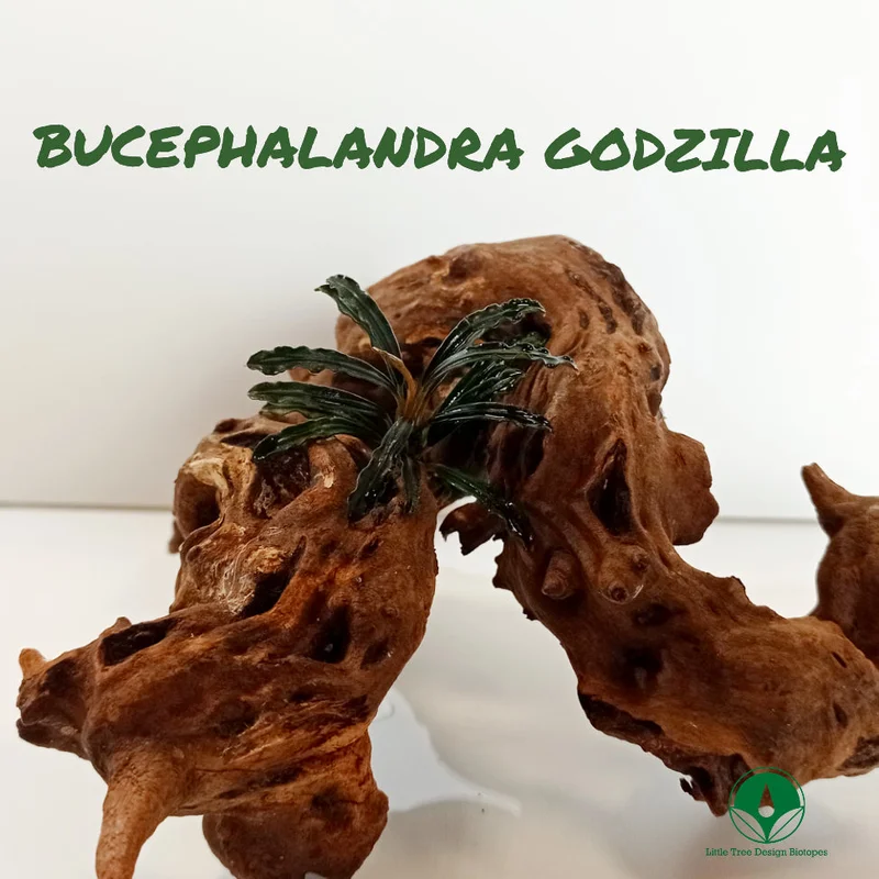 littletreedesignbiotopes829036