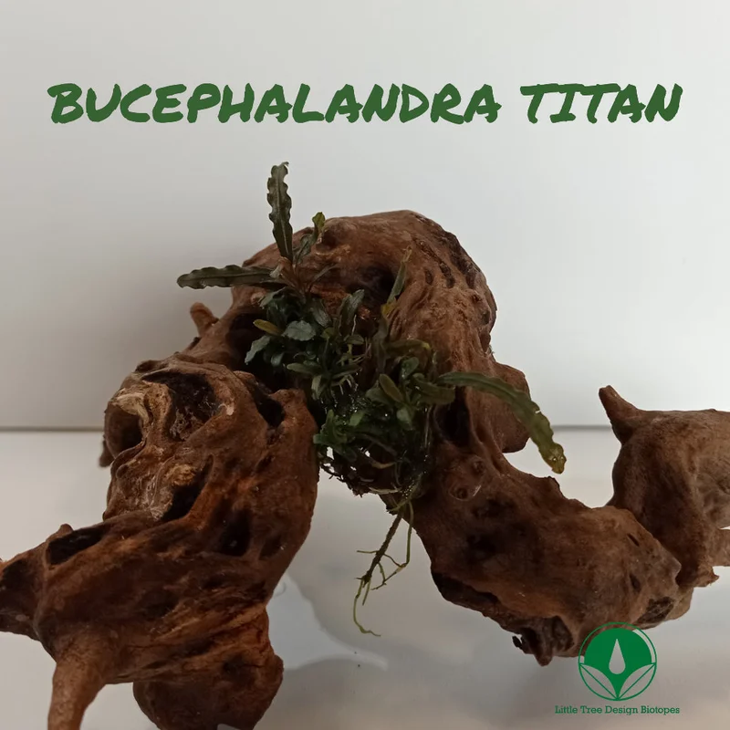 littletreedesignbiotopes829046