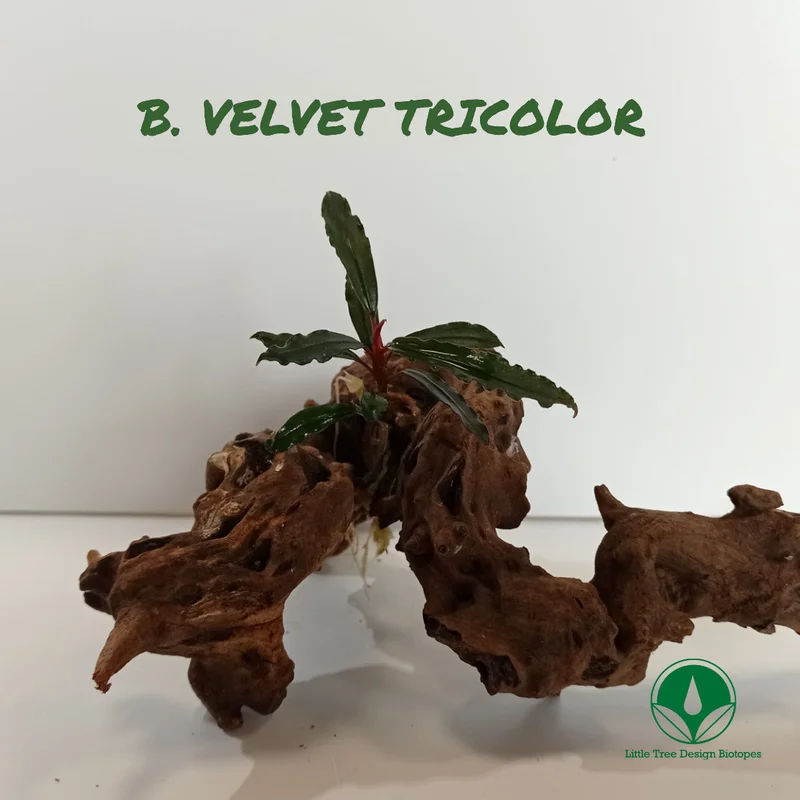 littletreedesignbiotopes829078