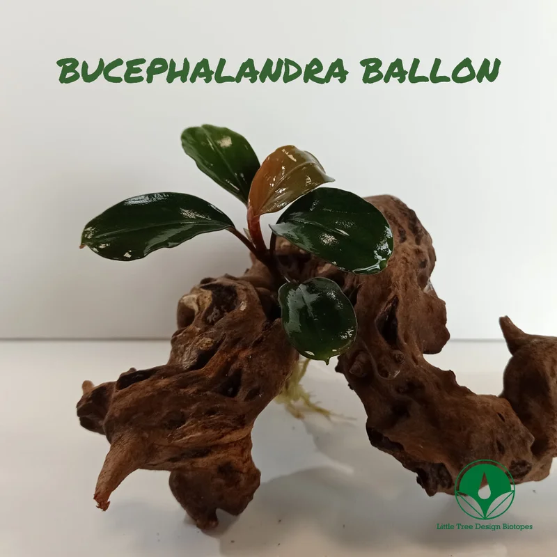 littletreedesignbiotopes829095