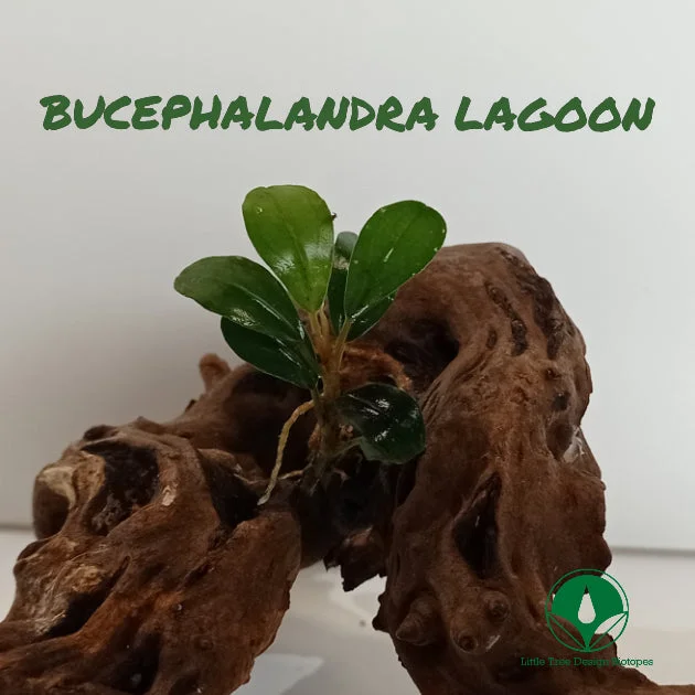 littletreedesignbiotopes829116