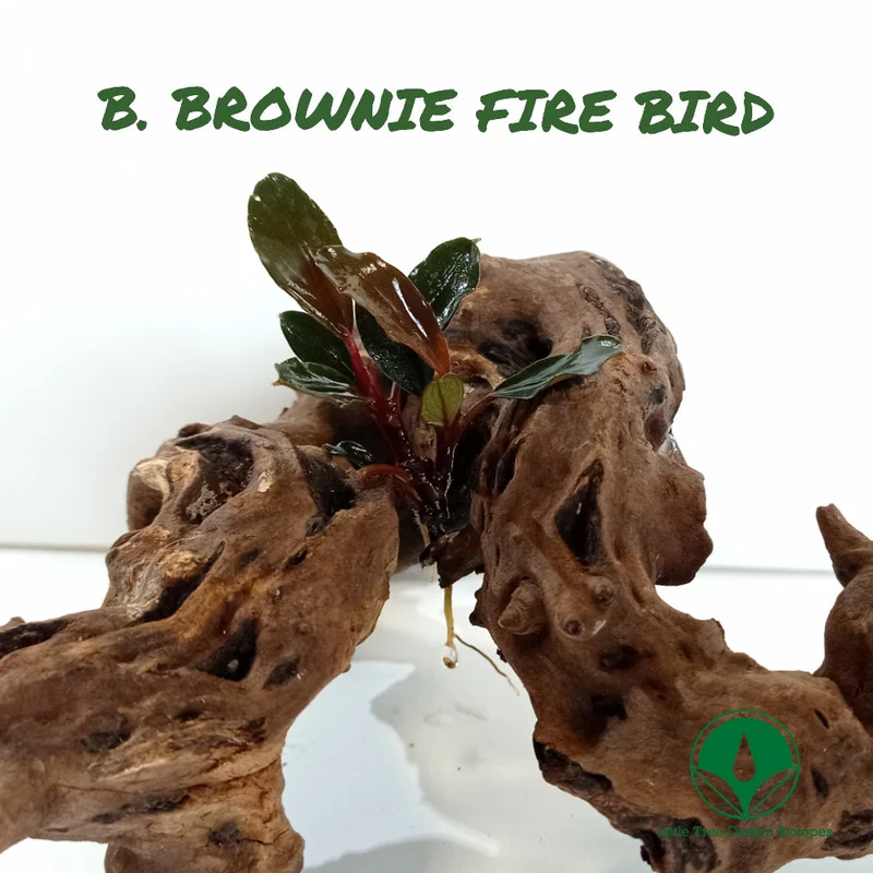 littletreedesignbiotopes829130