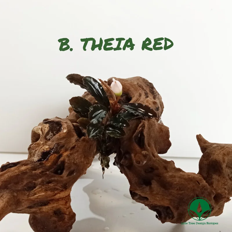 littletreedesignbiotopes829185