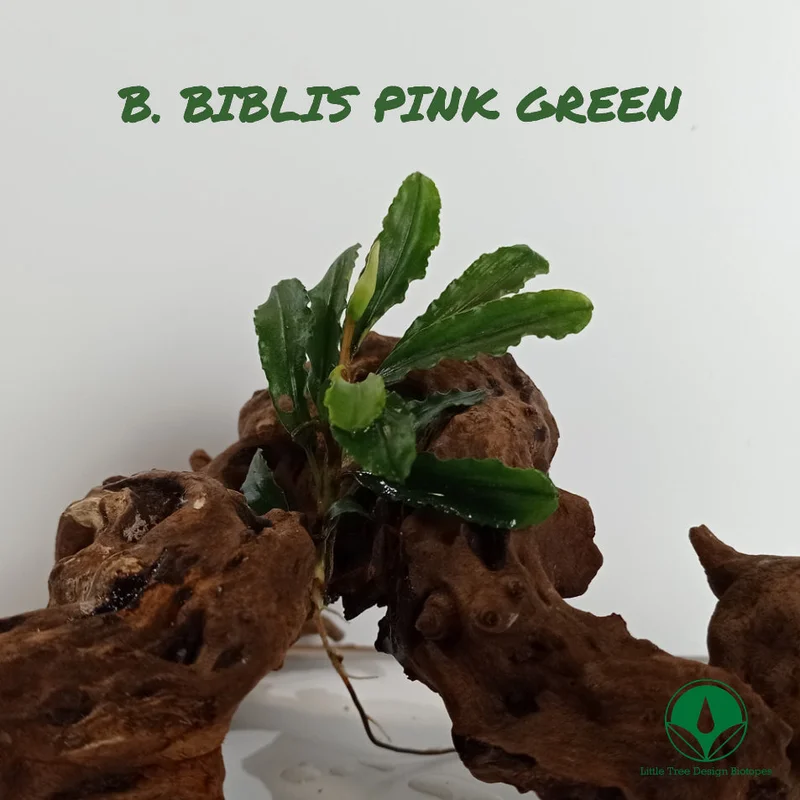littletreedesignbiotopes829201