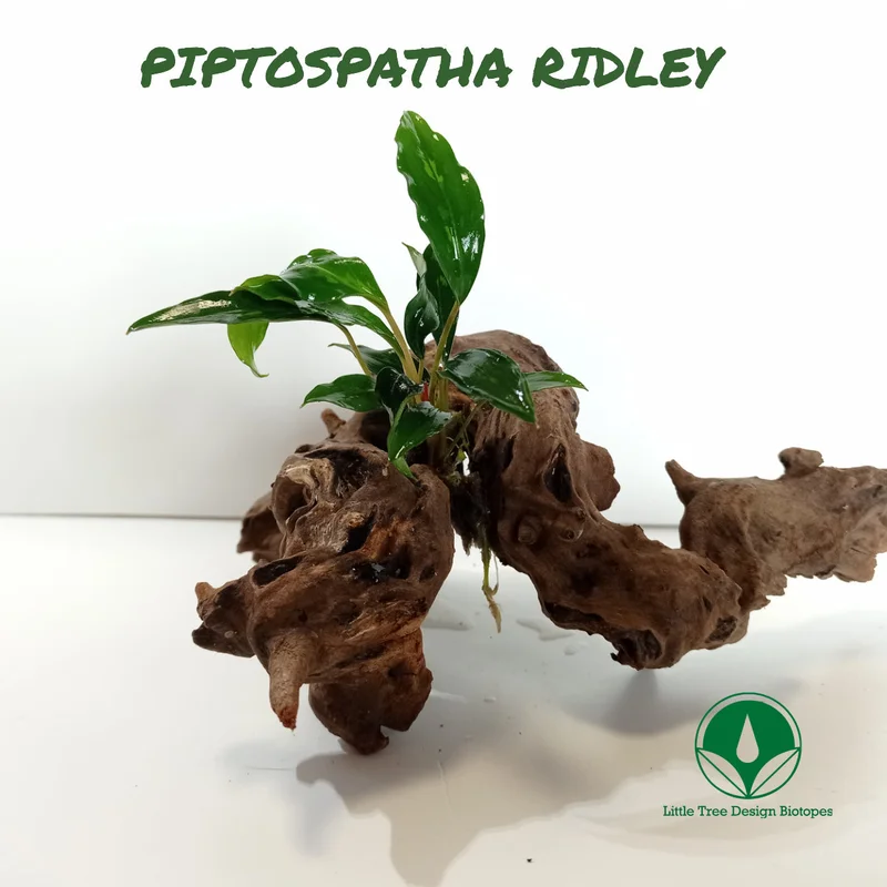 littletreedesignbiotopes829249