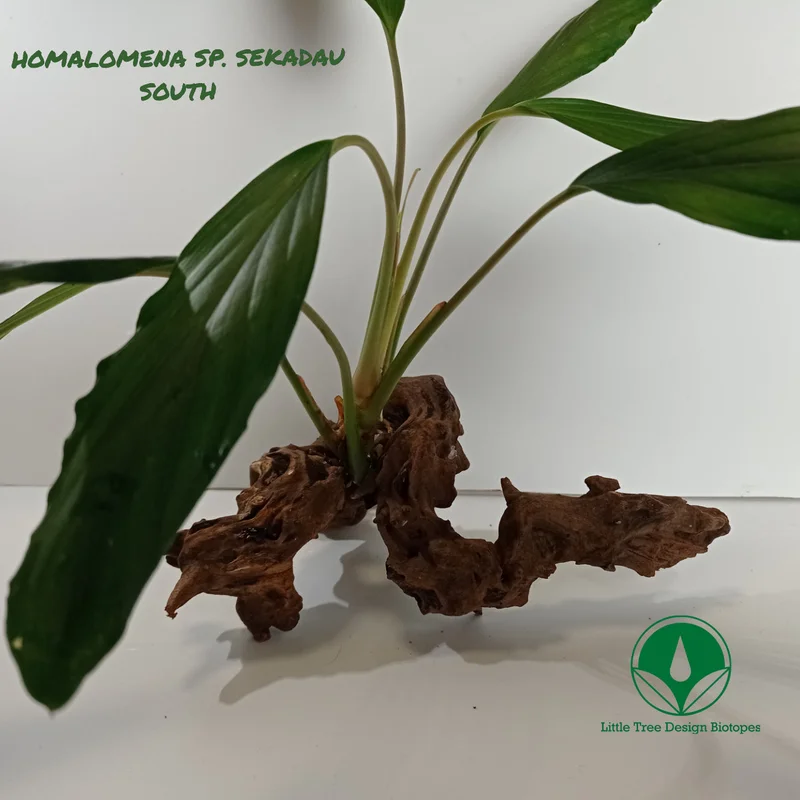 littletreedesignbiotopes829269