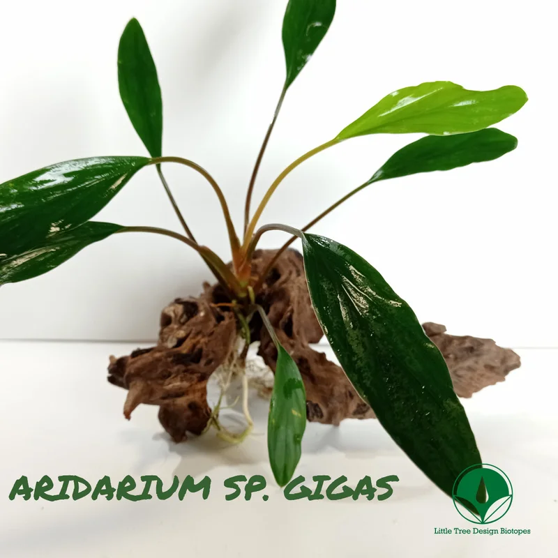 littletreedesignbiotopes829291
