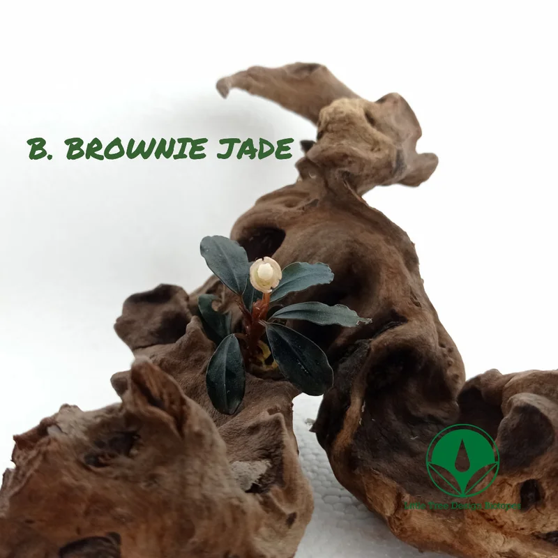 littletreedesignbiotopes829497