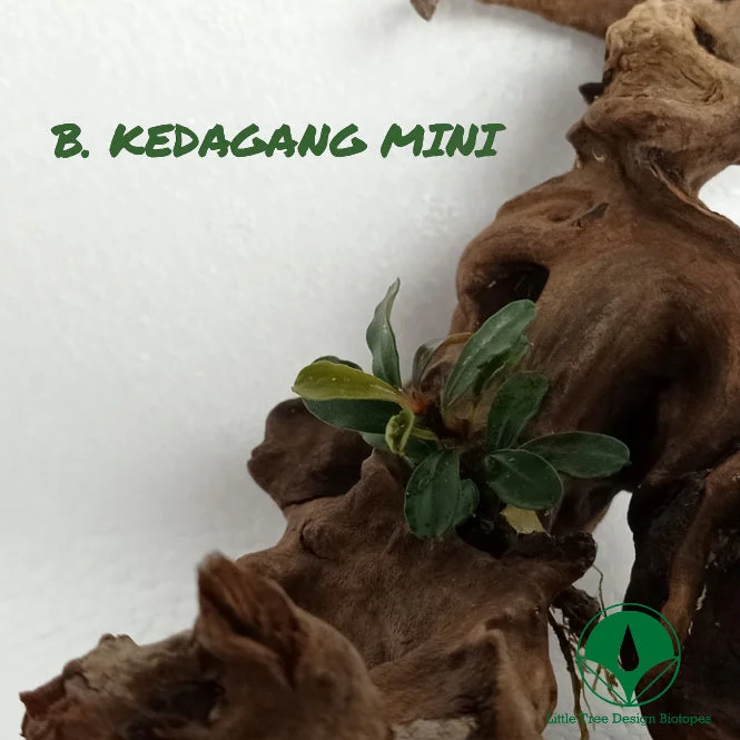 littletreedesignbiotopes829517