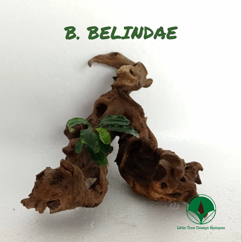 littletreedesignbiotopes829535