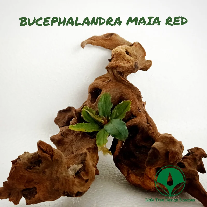 littletreedesignbiotopes829551