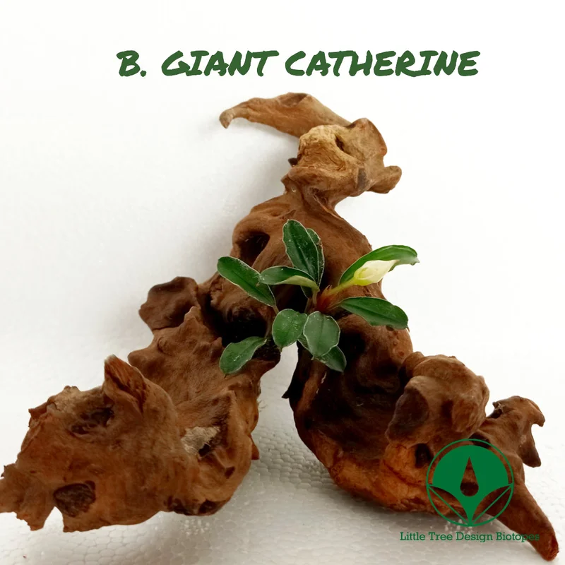 littletreedesignbiotopes829571