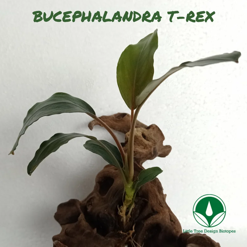 littletreedesignbiotopes829598