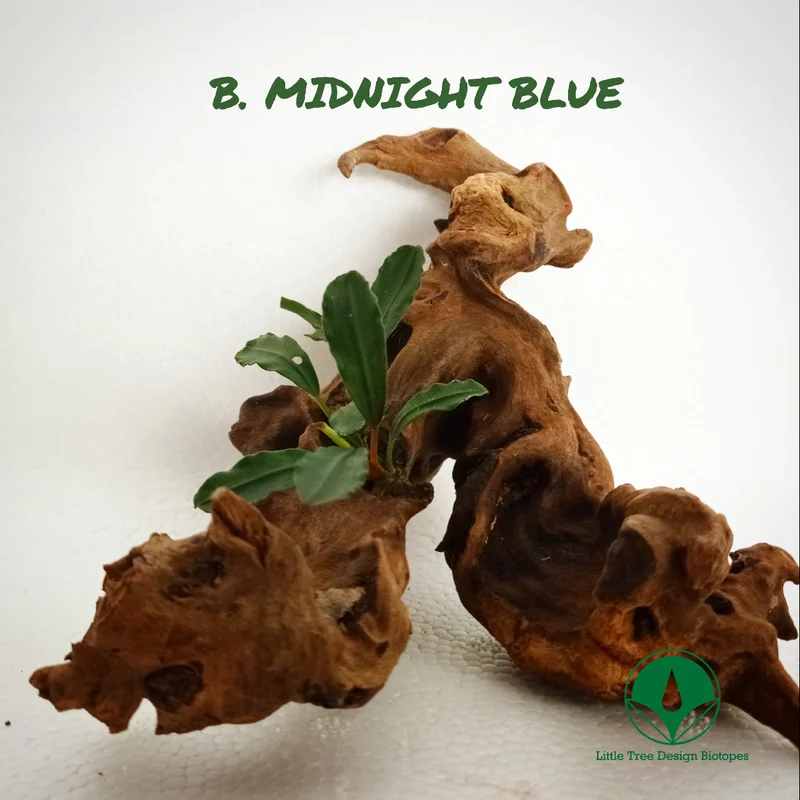 littletreedesignbiotopes829616