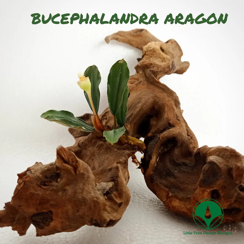 littletreedesignbiotopes829638