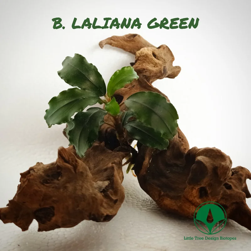 littletreedesignbiotopes829656