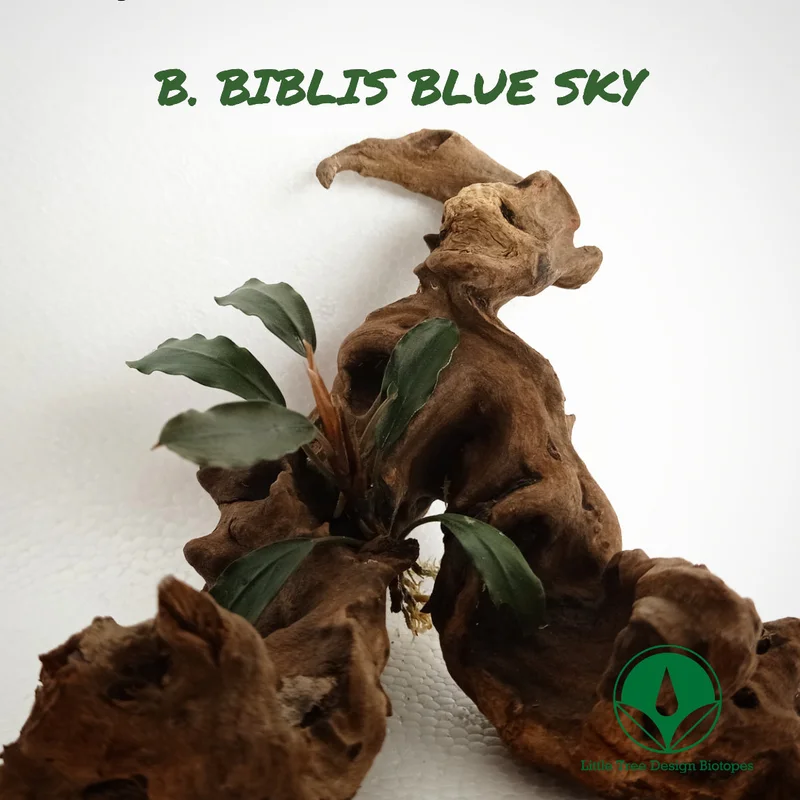 littletreedesignbiotopes829673