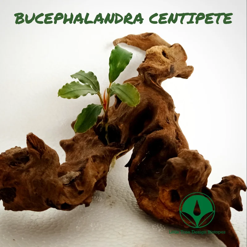 littletreedesignbiotopes829710