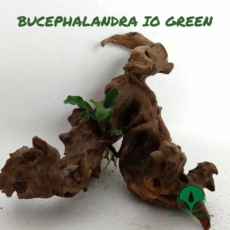 littletreedesignbiotopes829725