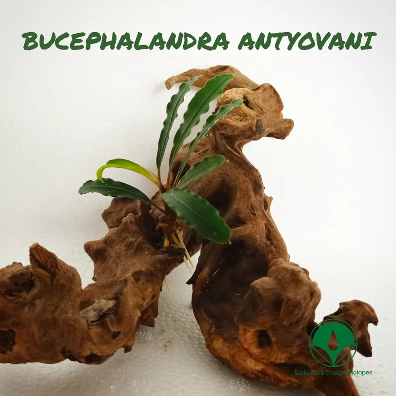 littletreedesignbiotopes829748