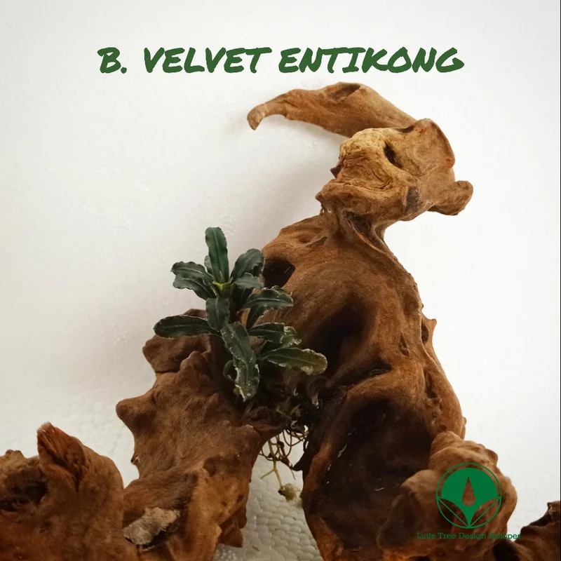 littletreedesignbiotopes829767