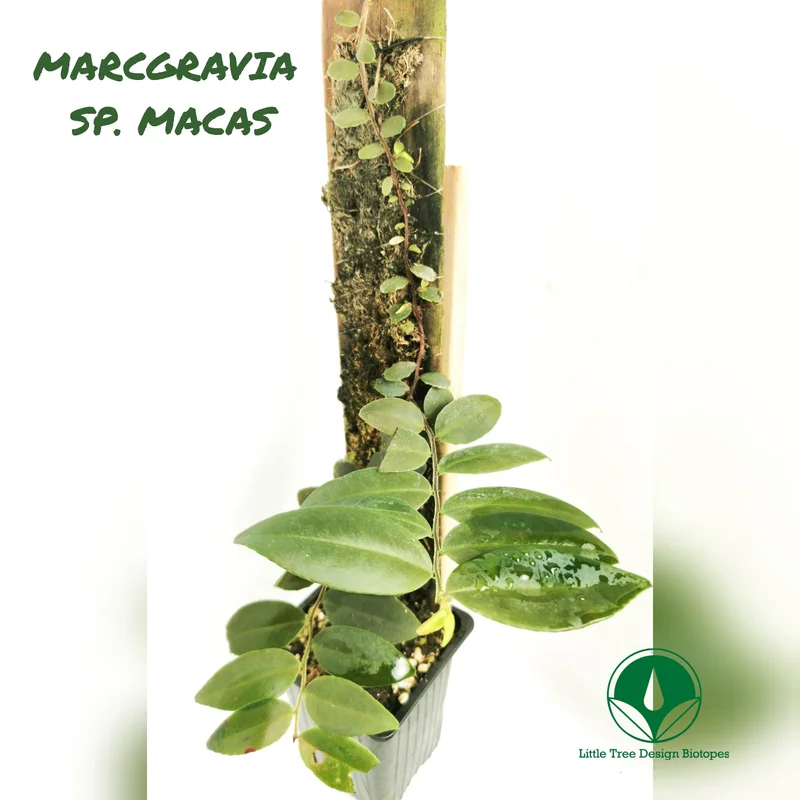 littletreedesignbiotopes829843