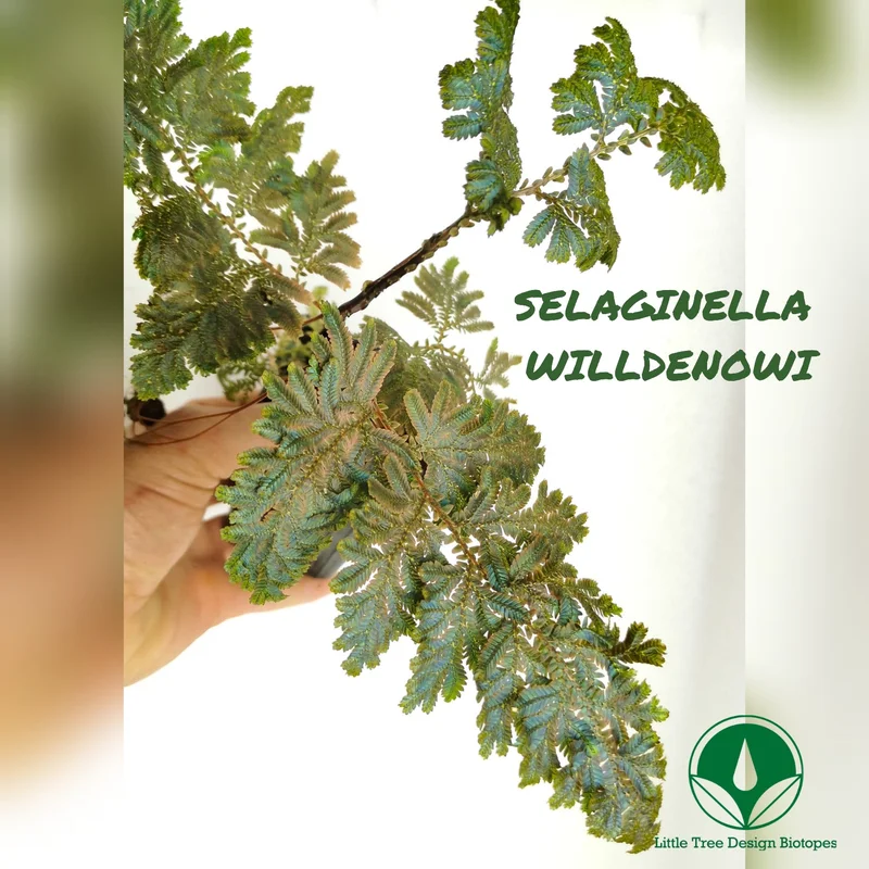 littletreedesignbiotopes829862