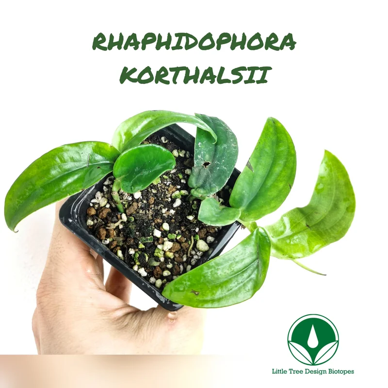 littletreedesignbiotopes829884