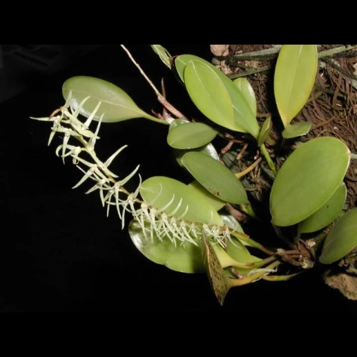 littletreedesignbiotopes829923