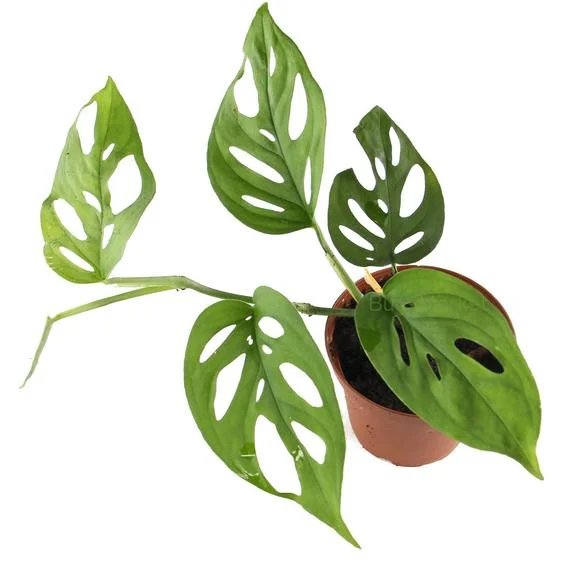littletreedesignbiotopes829964