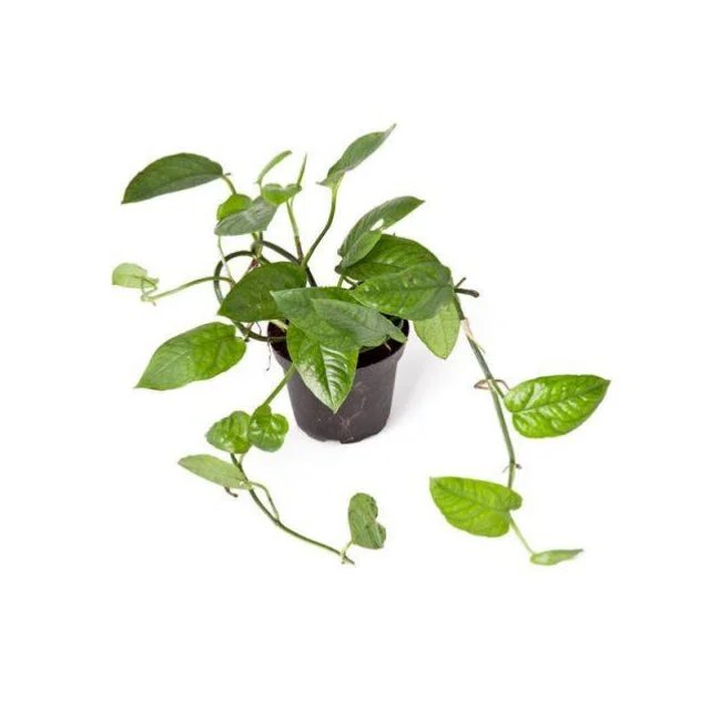 littletreedesignbiotopes829985