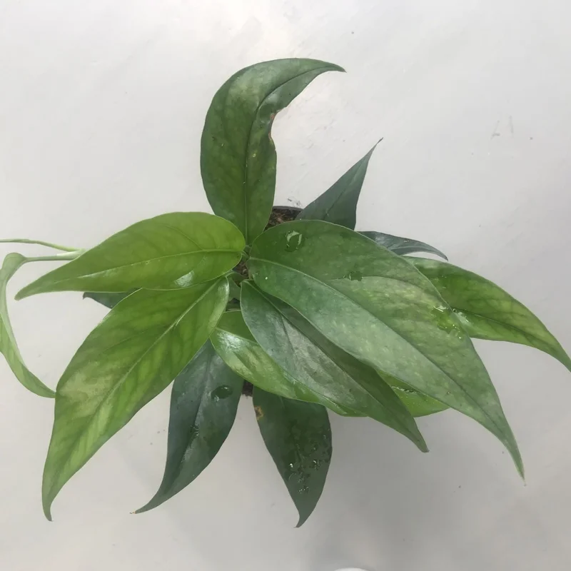 littletreedesignbiotopes829998