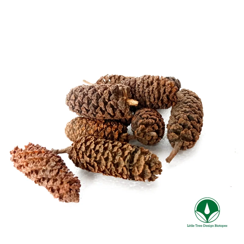 littletreedesignbiotopes830063