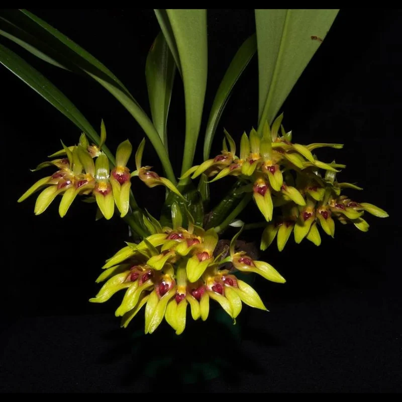 littletreedesignbiotopes830121