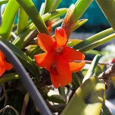 littletreedesignbiotopes830133