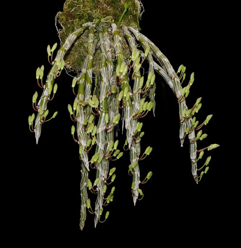 littletreedesignbiotopes830151