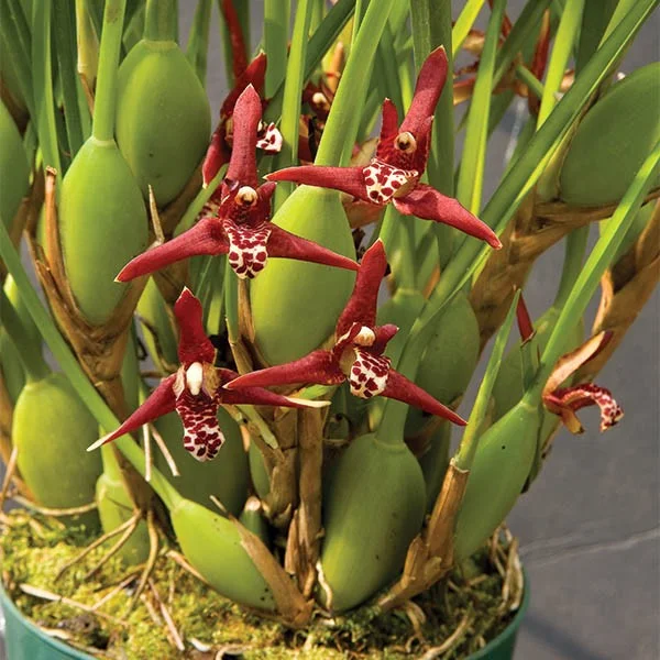 littletreedesignbiotopes830168